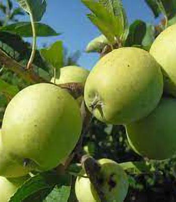 mela-limoncella su naturando il vivaio per il tuo giardino con una vasta gamma di prodotti per la cura delle piante