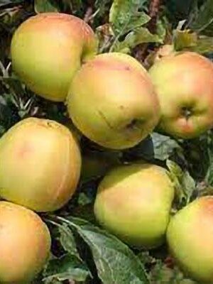 mela-ozark-gold su naturando il vivaio per il tuo giardino con una vasta gamma di prodotti per la cura delle piante