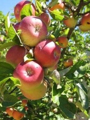 mela-paradisa su naturando il vivaio per il tuo giardino con una vasta gamma di prodotti per la cura delle piante