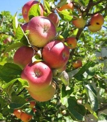 mela-paradisa su naturando il vivaio per il tuo giardino con una vasta gamma di prodotti per la cura delle piante