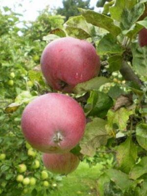 mela-pontella su naturando il vivaio per il tuo giardino con una vasta gamma di prodotti per la cura delle piante