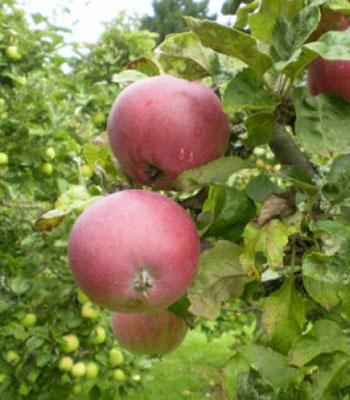 mela-pontella su naturando il vivaio per il tuo giardino con una vasta gamma di prodotti per la cura delle piante