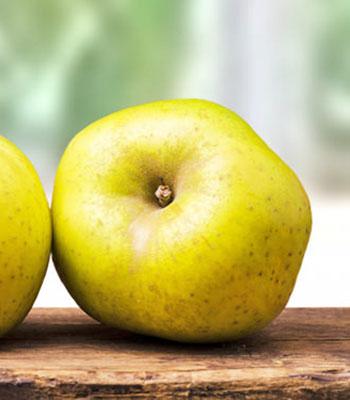 mela-renetta su naturando il vivaio per il tuo giardino con una vasta gamma di prodotti per la cura delle piante