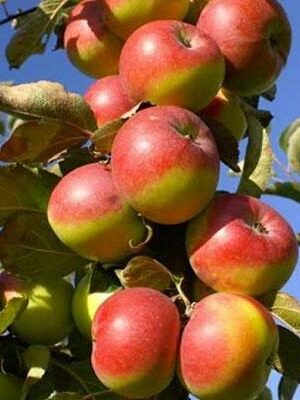 mela-rosa su naturando il vivaio per il tuo giardino con una vasta gamma di prodotti per la cura delle piante