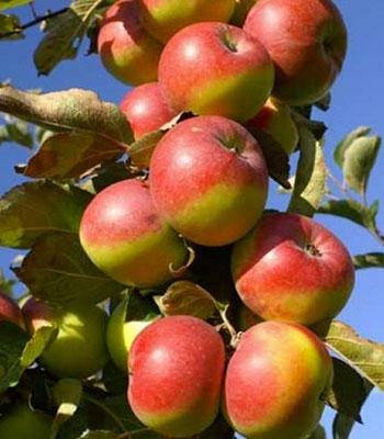 mela-rosa su naturando il vivaio per il tuo giardino con una vasta gamma di prodotti per la cura delle piante