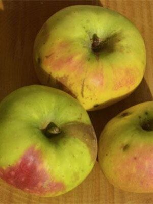 mela-rosetta su naturando il vivaio per il tuo giardino con una vasta gamma di prodotti per la cura delle piante