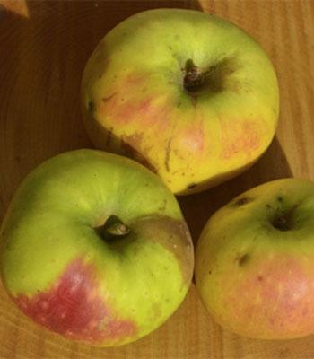 mela-rosetta su naturando il vivaio per il tuo giardino con una vasta gamma di prodotti per la cura delle piante