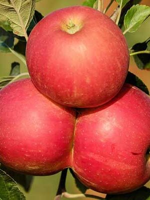 piante di meli su naturando il vivaio per il tuo giardino