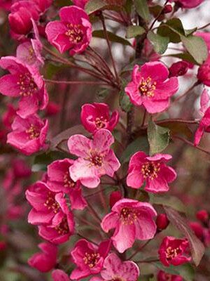 melo-da-fiore su naturando il vivaio per il tuo giardino con una vasta gamma di prodotti per la cura delle piante