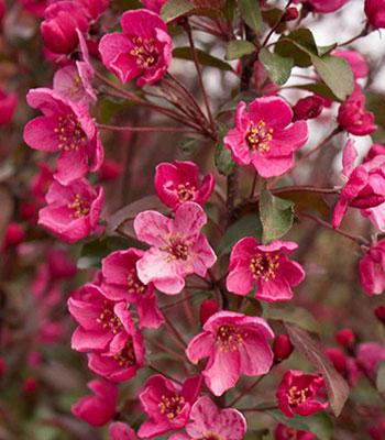 melo-da-fiore su naturando il vivaio per il tuo giardino con una vasta gamma di prodotti per la cura delle piante