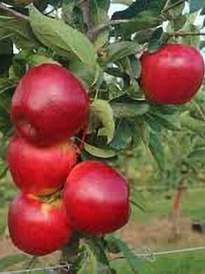 melo-fragola su naturando il vivaio per il tuo giardino con una vasta gamma di prodotti per la cura delle piante