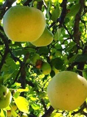 melo-sant'agostino su naturando il vivaio per il tuo giardino con una vasta gamma di prodotti per la cura delle piante