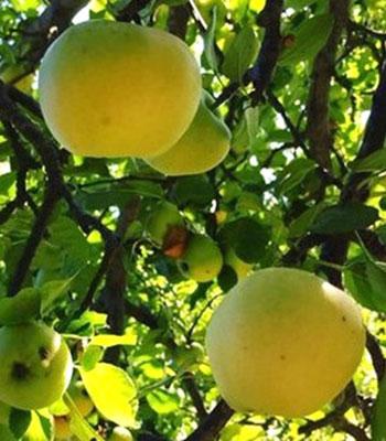 melo-sant'agostino su naturando il vivaio per il tuo giardino con una vasta gamma di prodotti per la cura delle piante