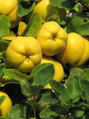 cotogni, melocotogno su naturando il vivaio per il tuo giardino con una vasta gamma di prodotti per la cura delle piante