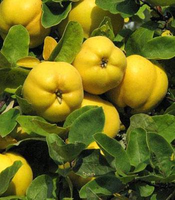 cotogni, melocotogno su naturando il vivaio per il tuo giardino con una vasta gamma di prodotti per la cura delle piante