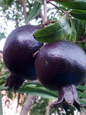 melograno-nero-da-frutto su naturando il vivaio per il tuo giardino con una vasta gamma di prodotti per la cura delle piante