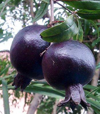 melograno-nero-da-frutto su naturando il vivaio per il tuo giardino con una vasta gamma di prodotti per la cura delle piante