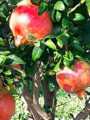 melograno-primo-sole su naturando il vivaio per il tuo giardino con una vasta gamma di prodotti per la cura delle piante
