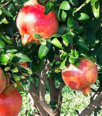 melograno-primo-sole su naturando il vivaio per il tuo giardino con una vasta gamma di prodotti per la cura delle piante