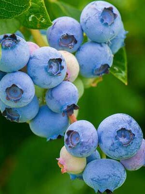 piante di mirtilli su naturando dal 1997 il vivaio per il tuo giardino