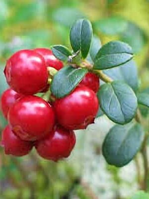 mirtillo-rosso su naturando il vivaio per il tuo giardino con una vasta gamma di prodotti per la cura delle piante