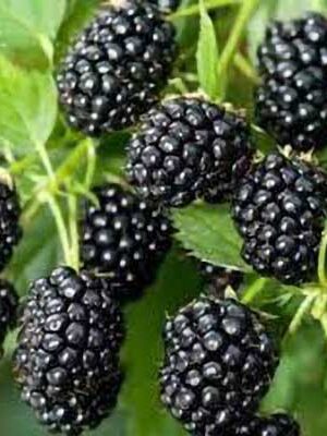 More Chester e Hulltornless su naturando il vivaio per il tuo giardino con una vasta gamma di prodotti per la cura delle piante