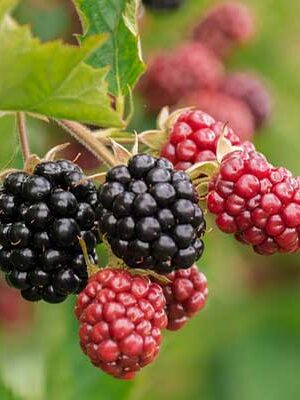 piante di more su naturando dal 1997 il vivaio per il tuo giardino