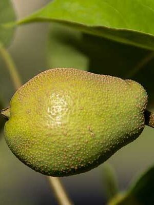 piante di nashi per uva dolce su naturando dal 1997 il vivaio per il tuo giardino