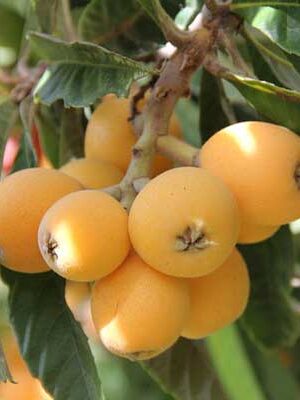 piante di nespoli per uva dolce su naturando dal 1997 il vivaio per il tuo giardino