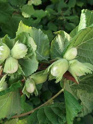 nocciolo su naturando il vivaio per il tuo giardino con una vasta gamma di prodotti per la cura delle piante