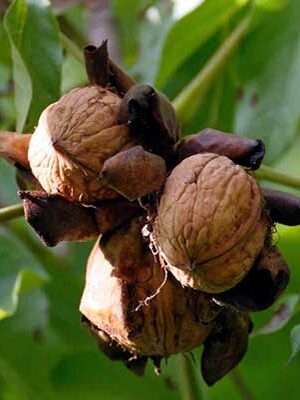 albero di noce su naturando il vivaio per il tuo giardino con una vasta gamma di prodotti per la cura delle piante