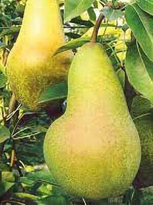 pera-abate-fetel su naturando il vivaio per il tuo giardino con una vasta gamma di prodotti per la cura delle piante