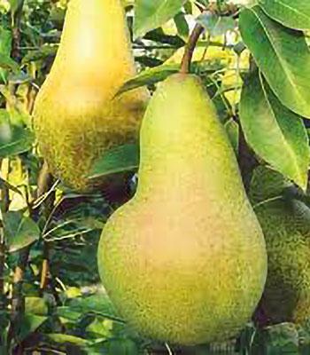 pera-abate-fetel su naturando il vivaio per il tuo giardino con una vasta gamma di prodotti per la cura delle piante