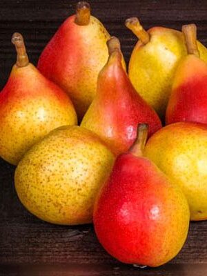 pera-angelica su naturando il vivaio per il tuo giardino con una vasta gamma di prodotti per la cura delle piante