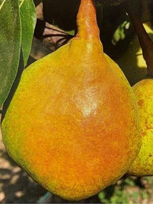 pera-barocca su naturando il vivaio per il tuo giardino con una vasta gamma di prodotti per la cura delle piante