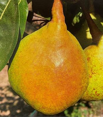 pera-barocca su naturando il vivaio per il tuo giardino con una vasta gamma di prodotti per la cura delle piante