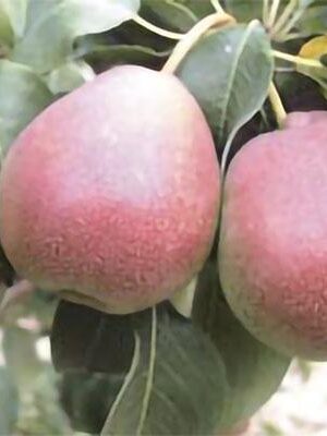 pera-cocomerina su naturando il vivaio per il tuo giardino con una vasta gamma di prodotti per la cura delle piante