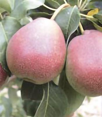 pera-cocomerina su naturando il vivaio per il tuo giardino con una vasta gamma di prodotti per la cura delle piante