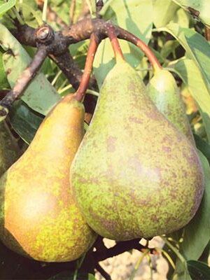 pera-conference su naturando il vivaio per il tuo giardino con una vasta gamma di prodotti per la cura delle piante