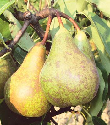 pera-conference su naturando il vivaio per il tuo giardino con una vasta gamma di prodotti per la cura delle piante