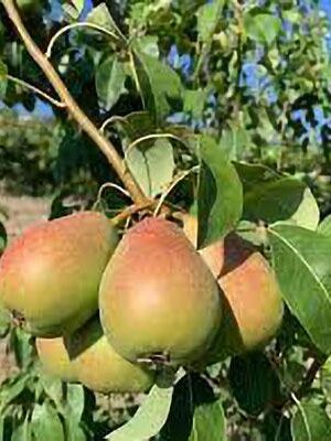 pera-coscia su naturando il vivaio per il tuo giardino con una vasta gamma di prodotti per la cura delle piante