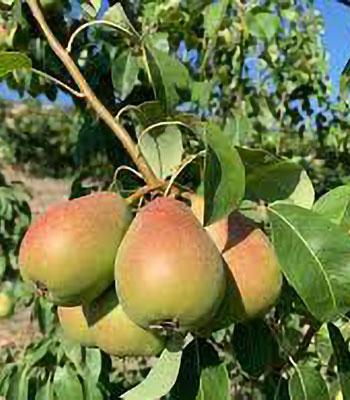 pera-coscia su naturando il vivaio per il tuo giardino con una vasta gamma di prodotti per la cura delle piante
