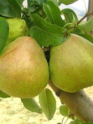 pera-decana-del-comizio su naturando il vivaio per il tuo giardino con una vasta gamma di prodotti per la cura delle piante