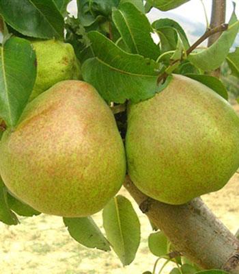 pera-decana-del-comizio su naturando il vivaio per il tuo giardino con una vasta gamma di prodotti per la cura delle piante