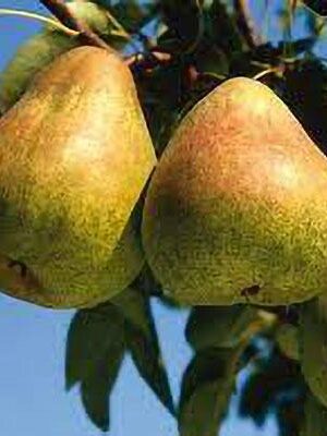 pera-passacrassana su naturando il vivaio per il tuo giardino con una vasta gamma di prodotti per la cura delle piante