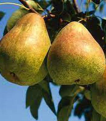 pera-passacrassana su naturando il vivaio per il tuo giardino con una vasta gamma di prodotti per la cura delle piante