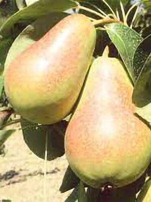 pera-santa-maria su naturando il vivaio per il tuo giardino con una vasta gamma di prodotti per la cura delle piante