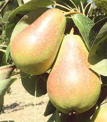 pera-santa-maria su naturando il vivaio per il tuo giardino con una vasta gamma di prodotti per la cura delle piante