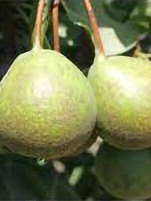 pera-selleca su naturando il vivaio per il tuo giardino con una vasta gamma di prodotti per la cura delle piante