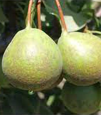 pera-selleca su naturando il vivaio per il tuo giardino con una vasta gamma di prodotti per la cura delle piante